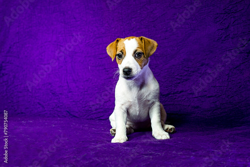 beautiful female puppy with a spot in the shape of a heart on her face sits on a purple background. Caring for pets and puppies