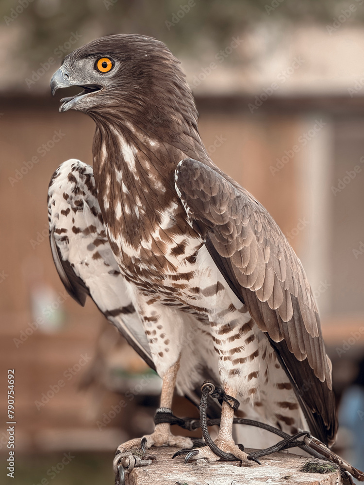 Naklejka premium A closeup portrait of a Short toed snake eagle resting in zoo
