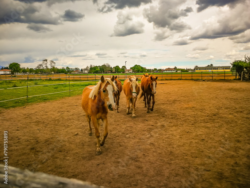 View of an outdoor riding school with horses