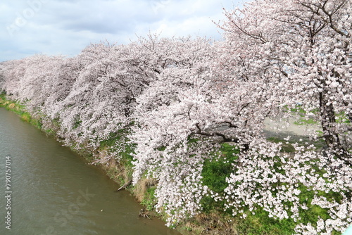 日本の埼玉県を流れる元荒川の河川敷に咲くソメイヨシノの桜