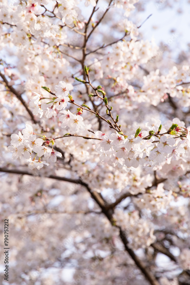 桜9 桜9