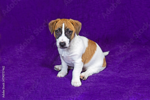 Smart Jack Russell Terrier puppy lies on a purple background. Traveling with puppies and transfer