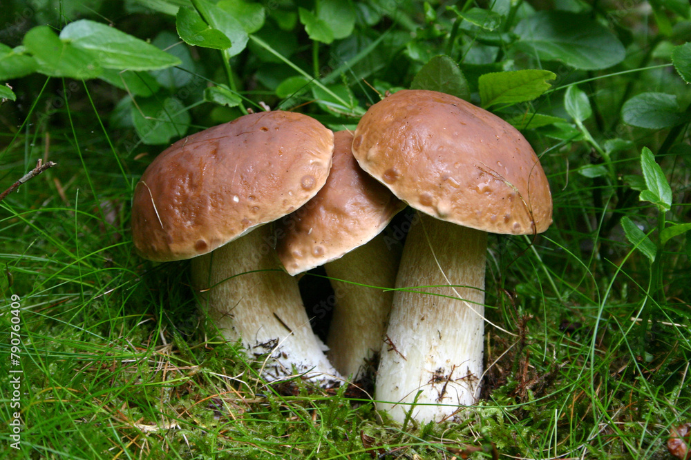 mushroom in the grass mushroom in the grass