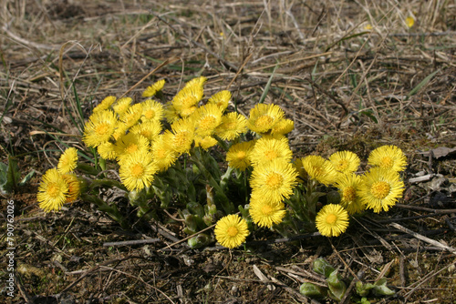 coltsfoot