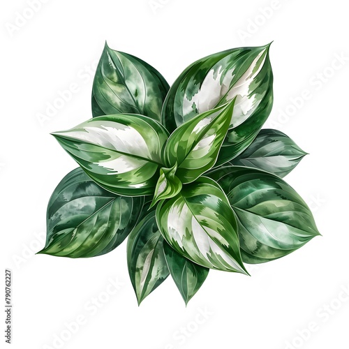 Lush green leaves with elegant white variegation photo