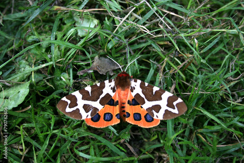 butterfly on grass