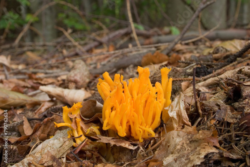 mushroom in autumn forest