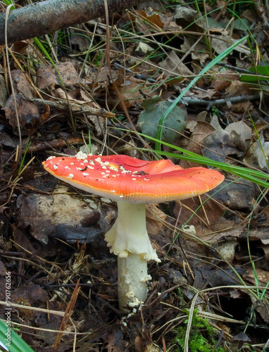 fly mushroom