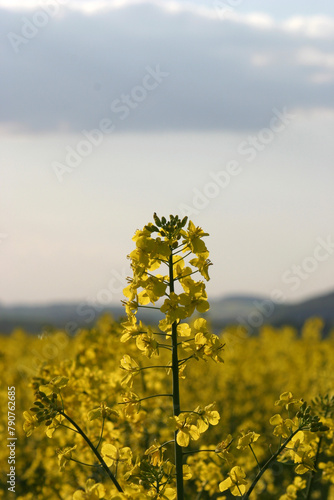 field of rapeseed