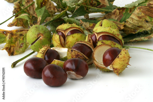 chestnuts and leaves