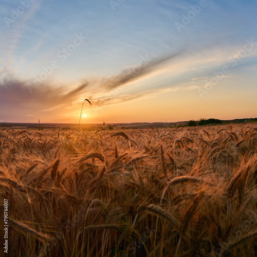 A single ear of rye sticking out above a grain field with the setting sun in the background