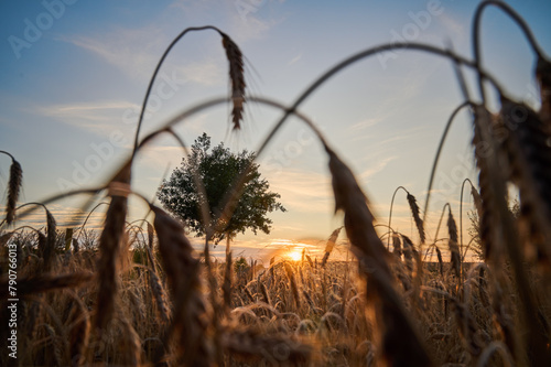 Ripe ears of grain hanging over a field at sunset with a single tree in the background