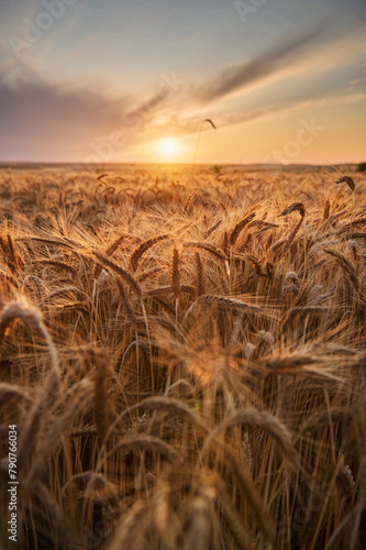 Ripe ears of barley against the background of the setting sun in an organic field