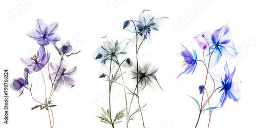 Elegant translucent flowers in a radiographic style against transparent png background photo