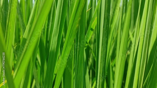 Green rice leaves (oryza sativa) photo