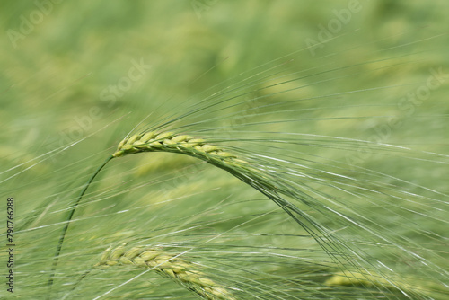 Young barley (Hordeum vulgare) ripens in the field. An ear of barley, wheat or rye close-up. Cultivation of grain crops. Raw materials for brewing.