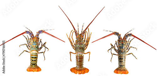 Seafood Australian Boston lobster photo element png format easy to use