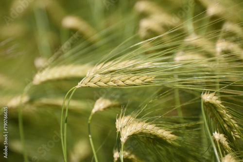 Barley (Hordeum) ripens in the field. An ear of barley, wheat or rye close-up. Cultivation of grain crops.