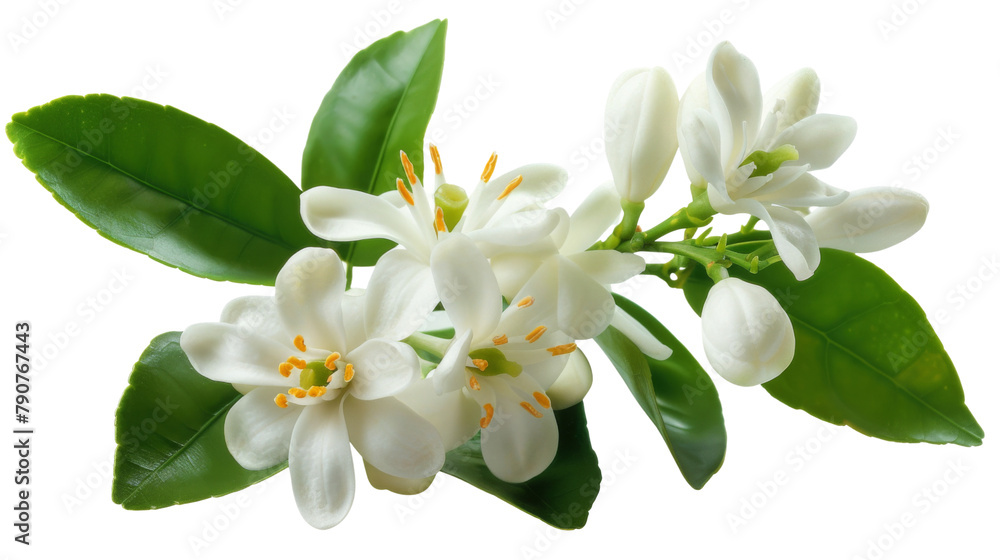 Fototapeta premium Blossom of a tree