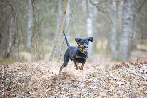 Lithuanian Hounds Dog is Running in the Forest