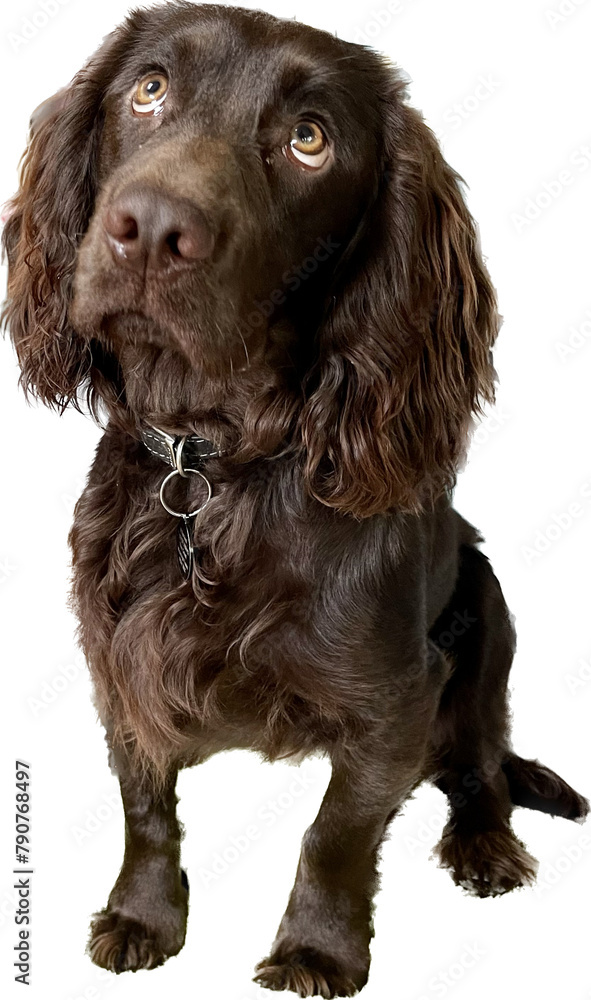 english cocker spaniel on white background english cocker spaniel on white background