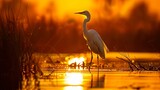 Stoic egret standing sentinel in the marsh, its slender form silhouetted against the golden hues of sunset.