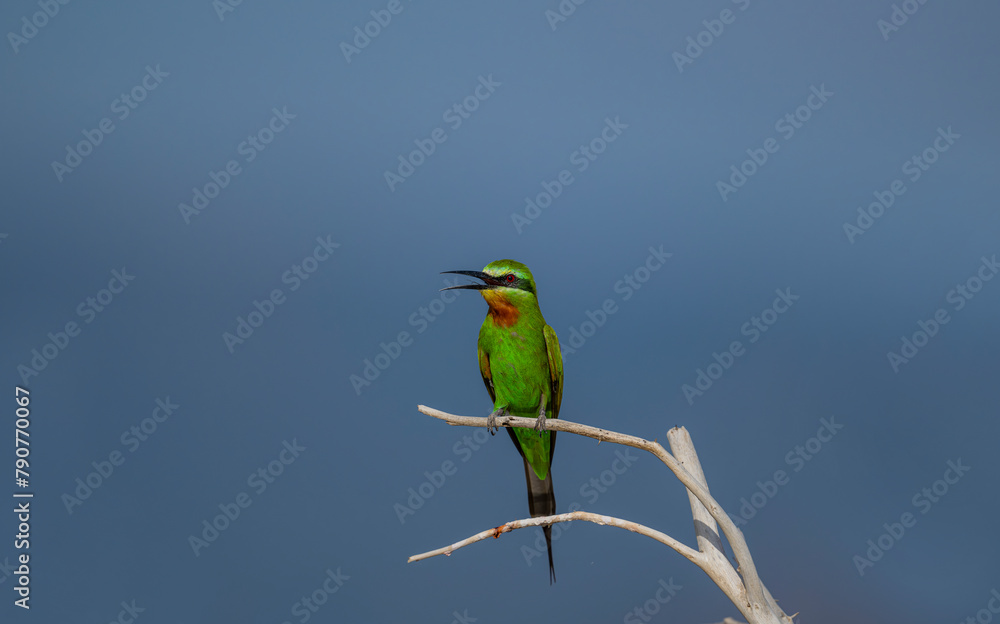 Blue-cheeked Bee-eater, green bee-eater (Meops persicus) Blue-cheeked Bee-eater, green bee-eater (Meops persicus)