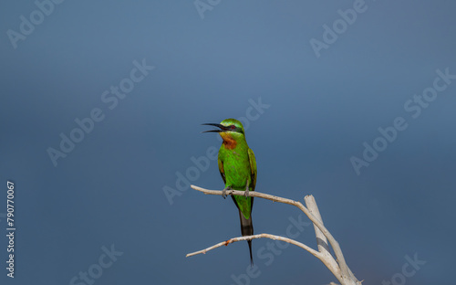 Blue-cheeked Bee-eater, green bee-eater (Meops persicus)