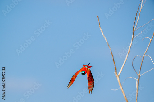 Canvas Print The northern carmine bee-eater (Merops nubicus) is a brightly colored bird belonging to the bee-eater family Meropidae