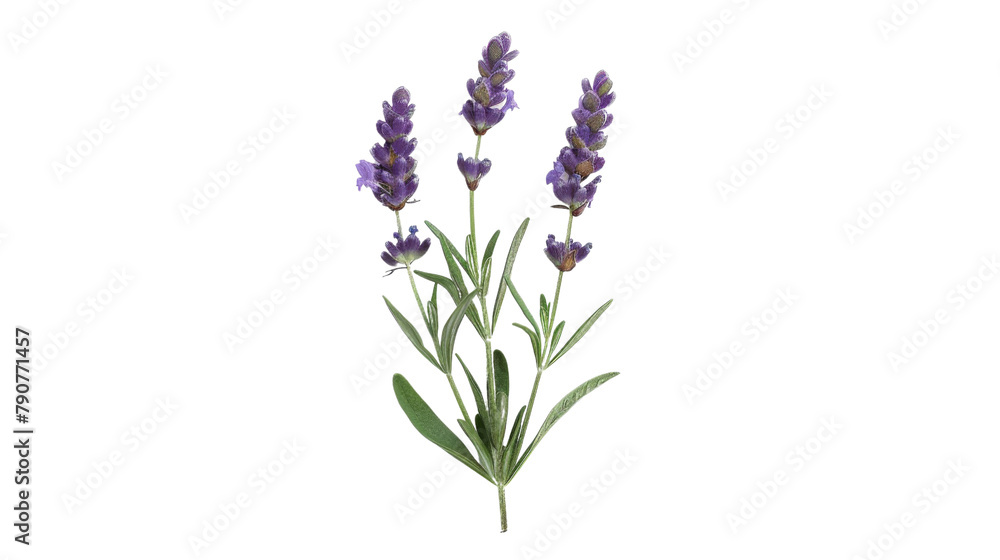 Lavender Lavender
