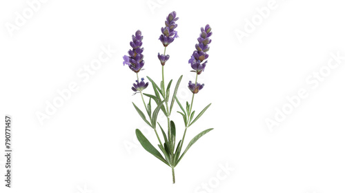 Lavender 