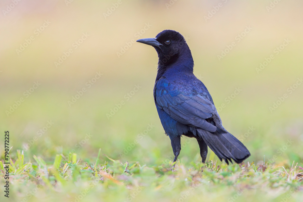 Boat-tailed grackle (Quiscalus major) standing in grass, Lake Parker, Florida, USA Boat-tailed grackle (Quiscalus major) standing in grass, Lake Parker, Florida, USA