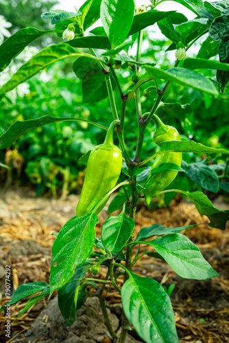 Green bush with green pepper. Cultivation of pepper. Pepper plant close-up