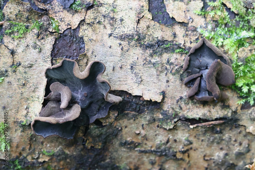 Ionomidotis irregularis, black cup fungus growing on grey alder in Finland, no common English name photo