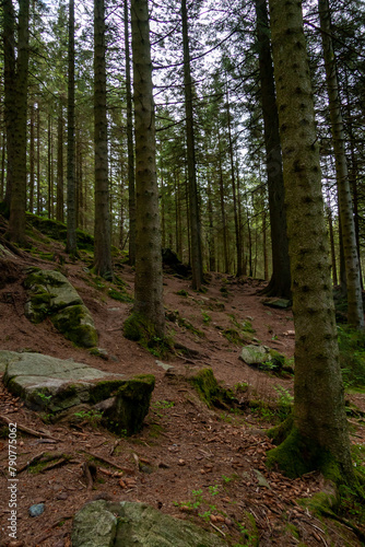 North Scandinavian pine forest  Norway natural travel