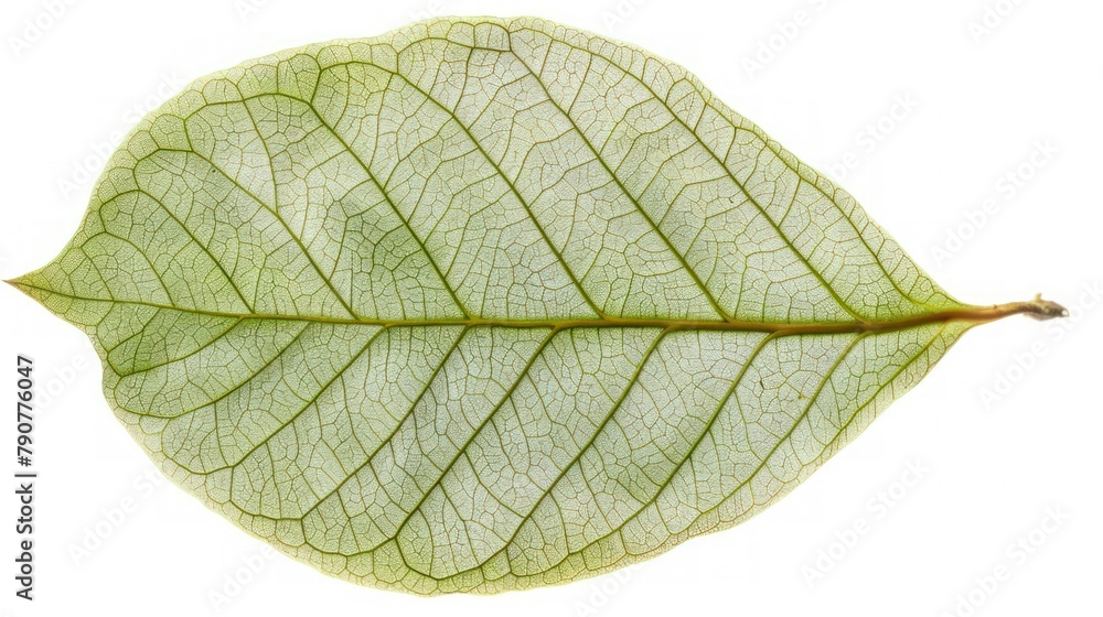 Obraz premium frees leaf on white and clean background