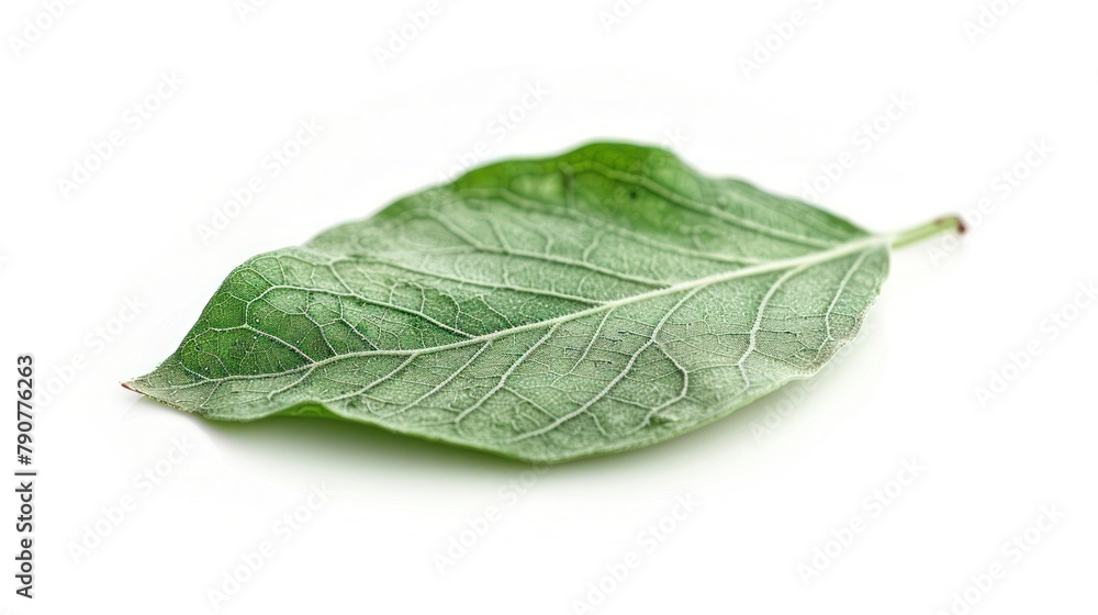 Obraz premium frees leaf on white and clean background