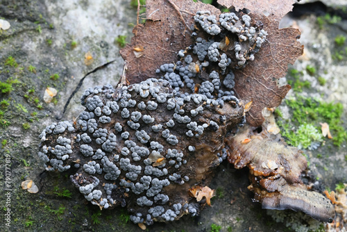 Physarum leucophaeum, a slime mold from Finland, no common English name