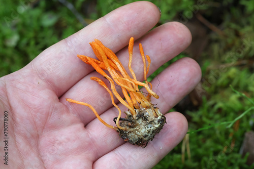 Cordyceps militaris, commonly known as Scarlet Caterpillar Club, entomopathogenic fungus from Finland