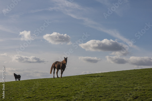 chevaux élancés sur une prairie