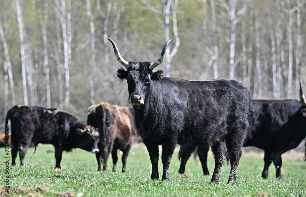 Aurochs wild bull ancestor of modern domestic cattle Aurochs wild bull ancestor of modern domestic cattle