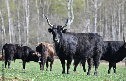 Billede på lærred Aurochs wild bull ancestor of modern domestic cattle