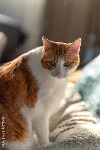 vertical composition. brown and white cat with yellow eyes looks at the camera