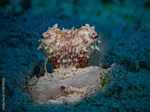 White-V Octopus in the spot light