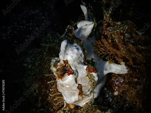 White Warty frogfish, Weisser Warzen Anglerfisch (Antennarius maculatus)