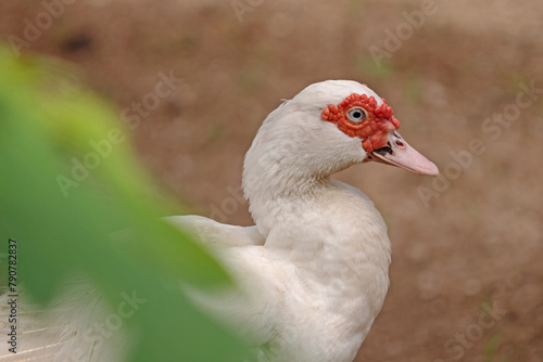 White warty duck in Southeast Asia