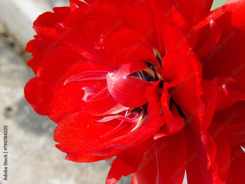 Fototapeta premium Zbliżenie na unikalny kwiat czerwonego tulipana