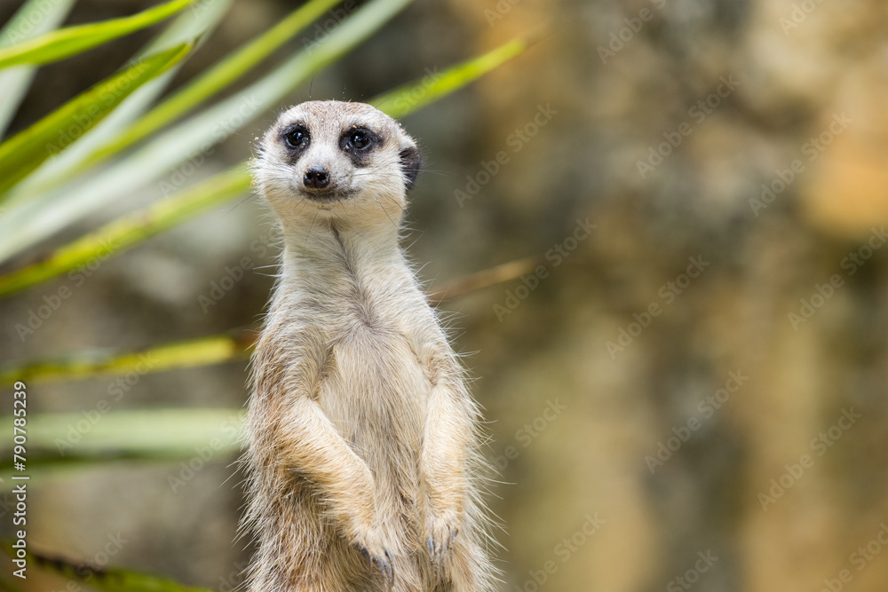 Fototapeta premium Meerkat in the zoo park