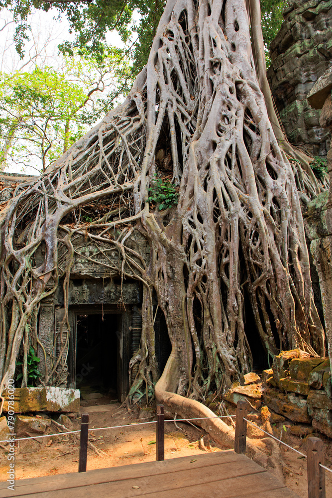 Obraz premium Ta Prohm