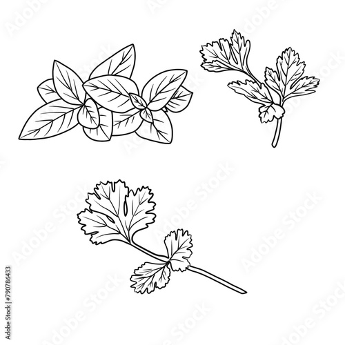 Vector illustration Set of herbs leaf hand drawn sketch, culinary herbs and spices line art, Containing Basil, Parsley, Cilantro or Coriander isolated on white background, For kids coloring book.